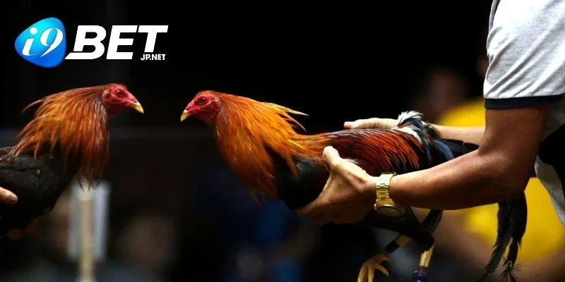 Đôi nét giới thiệu về trường đấu đá gà ở I9BET
