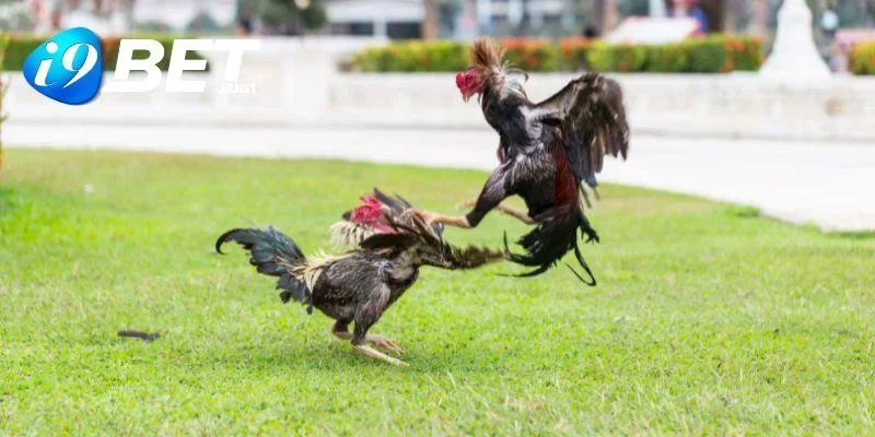 Sân chơi đá gà thu hút bởi nhiều ưu điểm